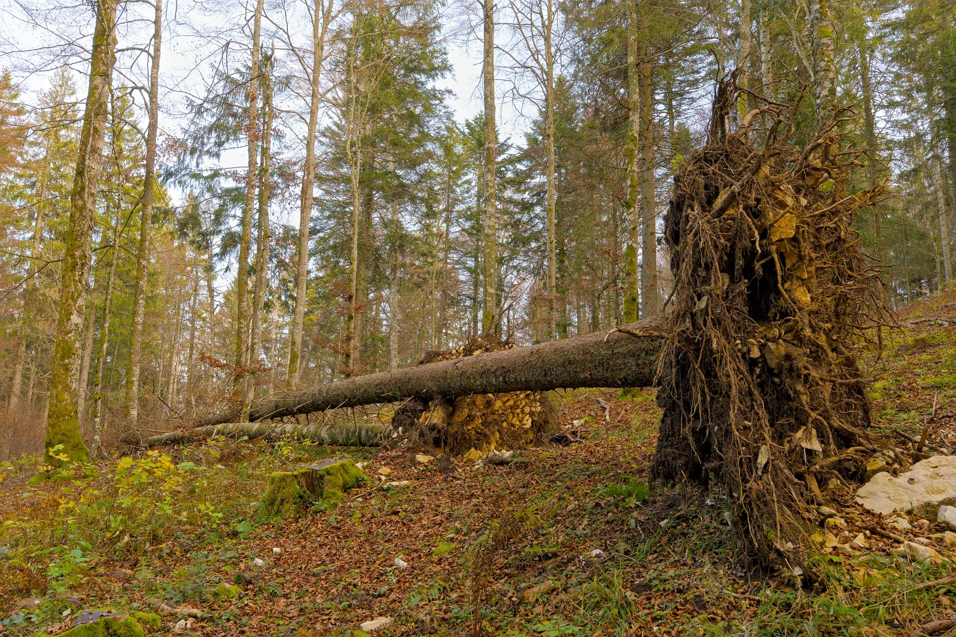 Enlèvement arbre urgence à Saint-Pierre